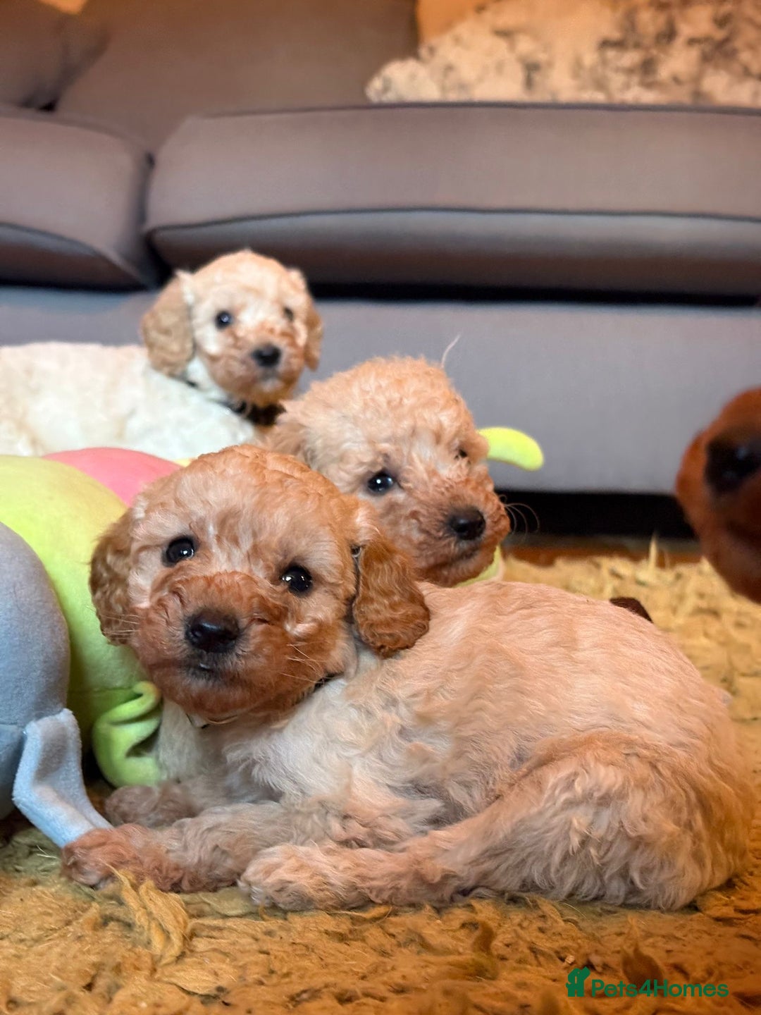 Cockapoo dogs for sale: Teddy bear cute Tiny Cockapoos  - Advert 21