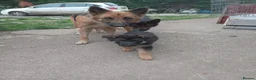 German Shepherd dogs for sale: German shepherd puppys  in Saint Austell - Advert 10