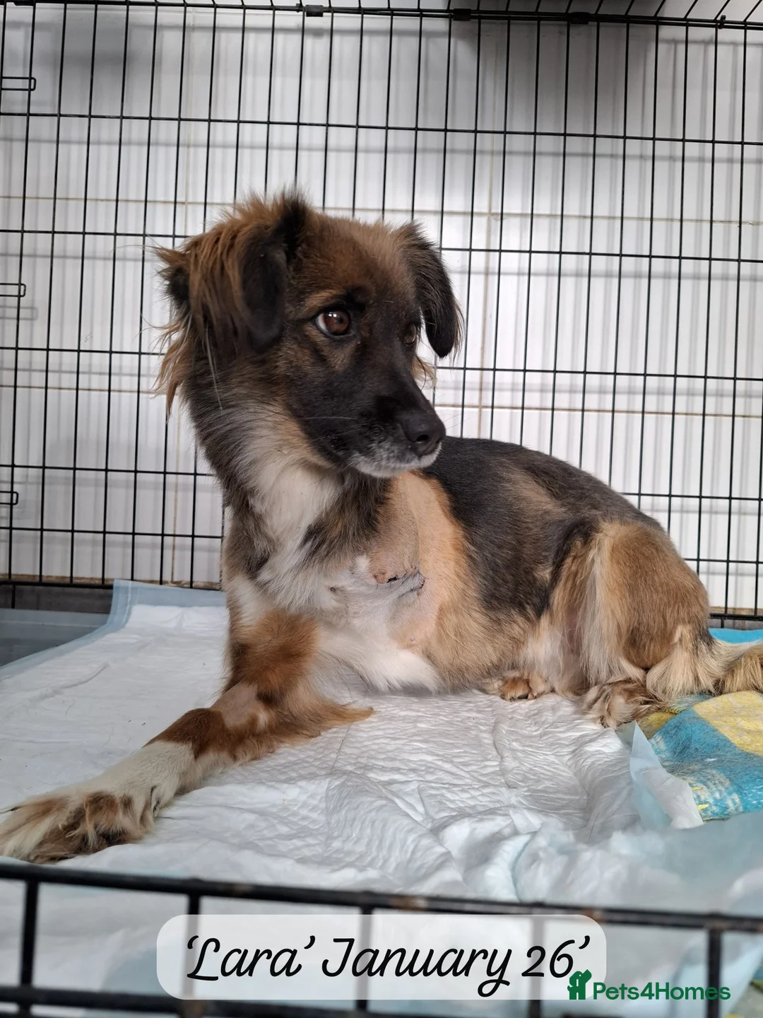 Mixed Breed dogs for adoption: Lara, 6 yrs old approx. Available for adoption. - Advert 8