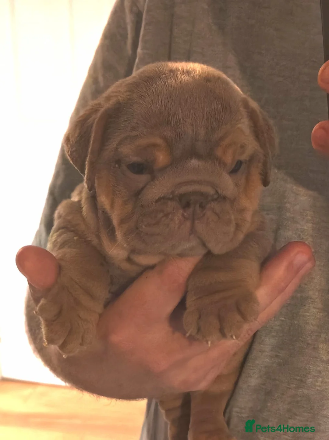English Bulldog dogs for sale: English bulldog  - Advert 11