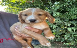 Cocker Spaniel dogs for sale: Beautiful cocker spaniel puppies - Image 1