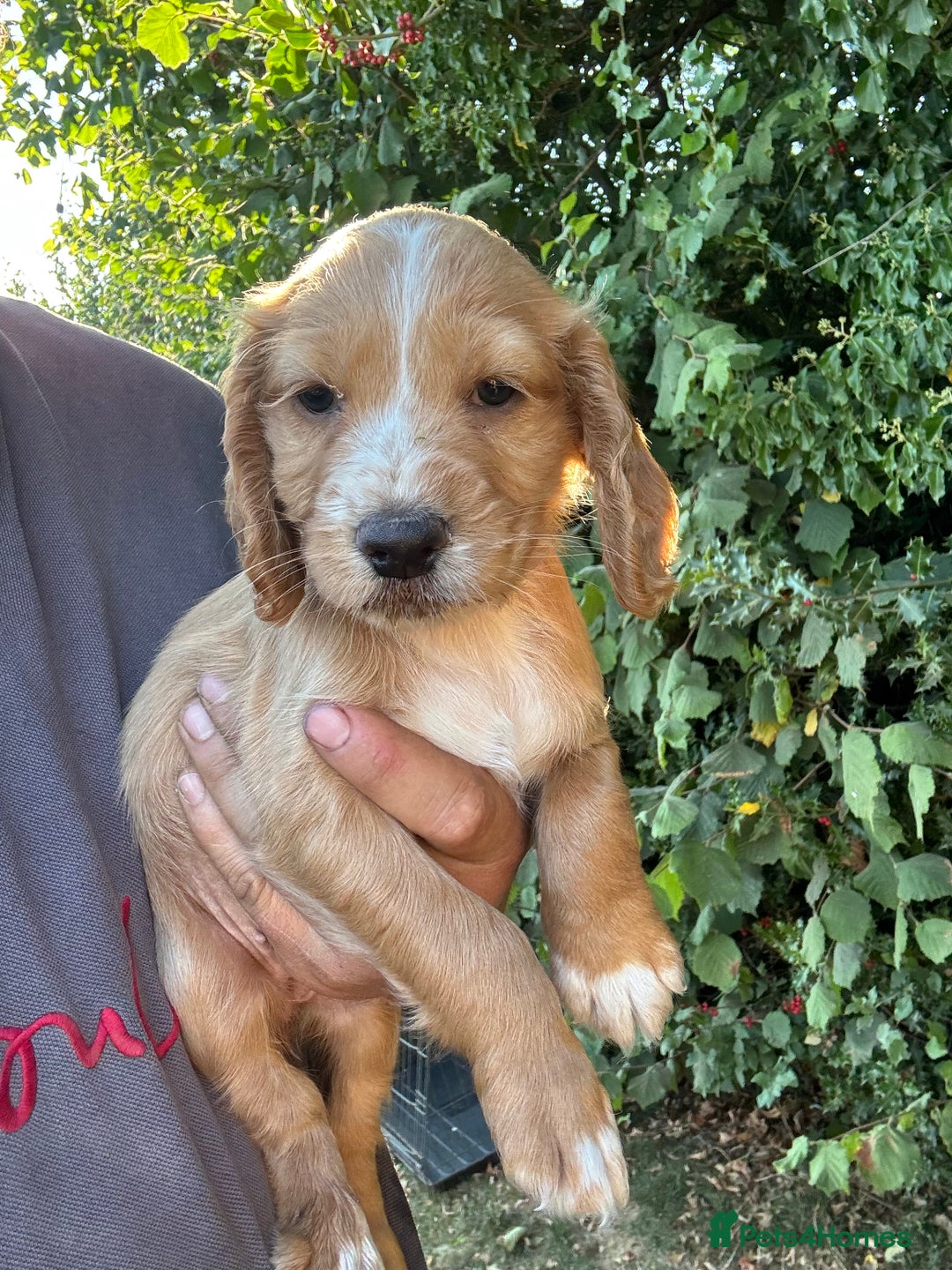 Cocker Spaniel dogs for sale: Beautiful cocker spaniel puppies - Image 1