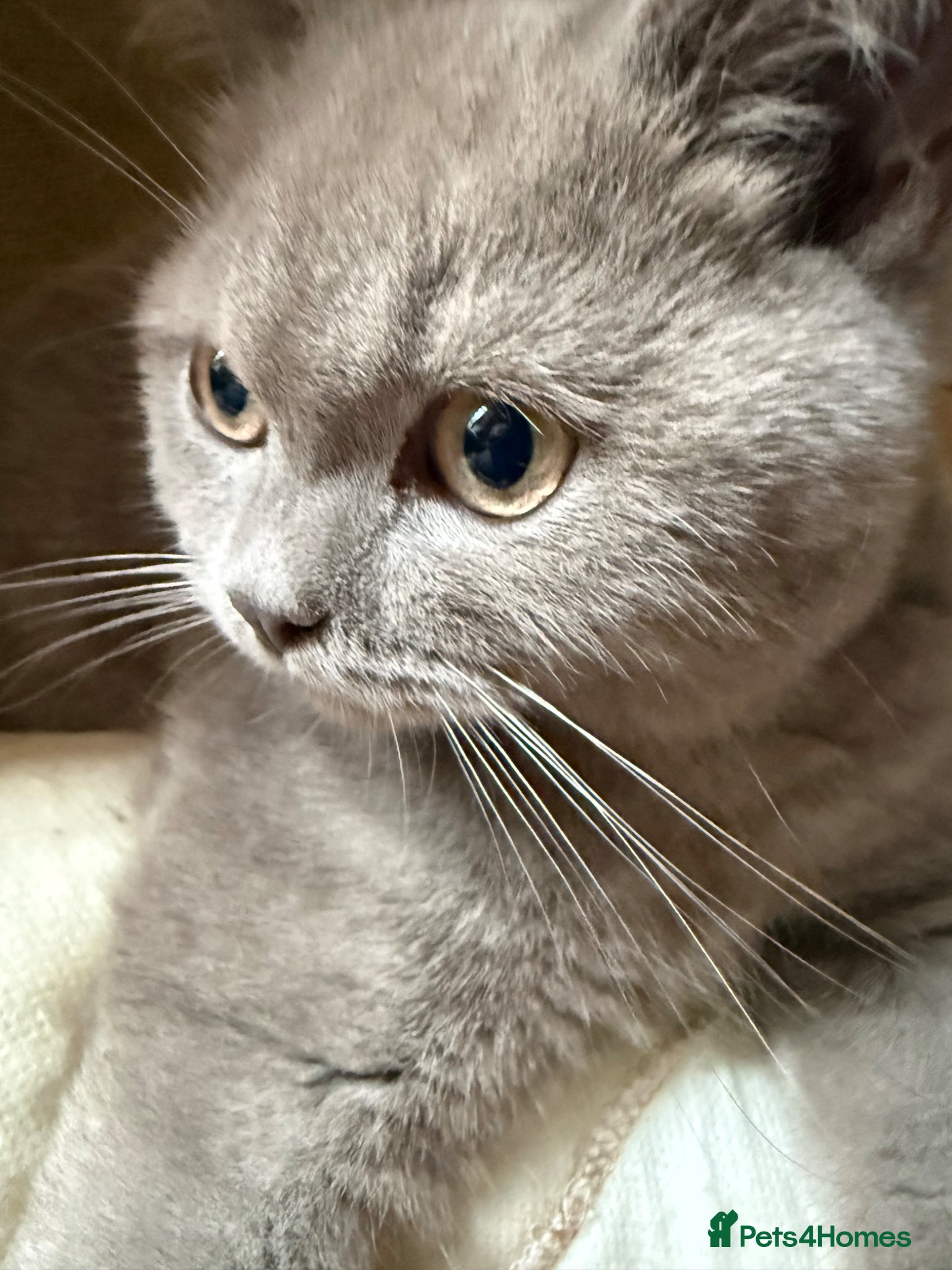 British Shorthair cats Pedigree GCCF kittens  - Advert 2
