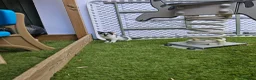 Mixed Breed cats for sale: 4 European Kittens  - Advert 6