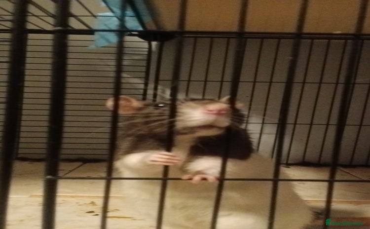 Rat rodents - Advert 1