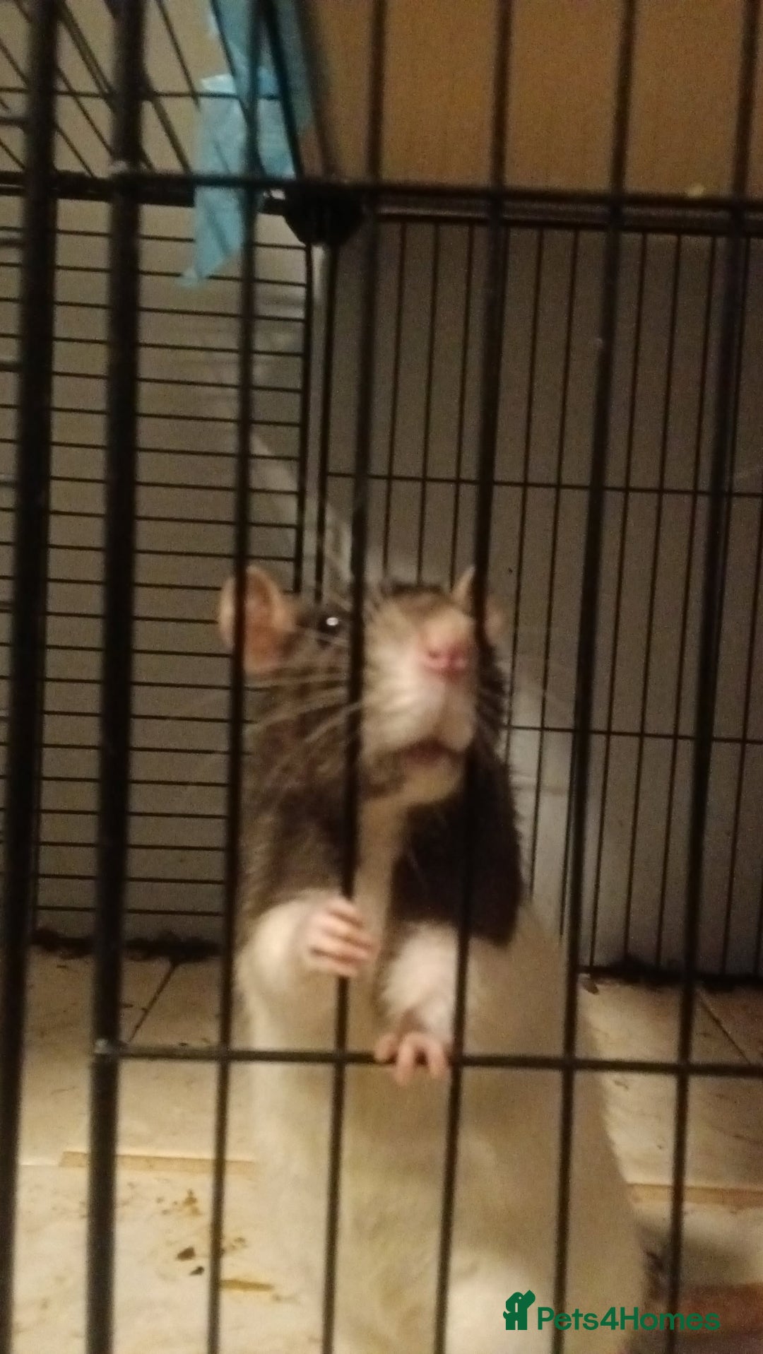 Rat rodents for sale: 100 for male and cage 150 for the 4 girls and cage - Image 5