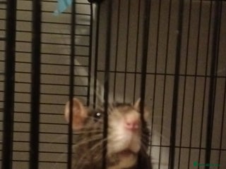 Rat rodents - Advert 18
