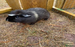 Guinea Pig rodents for sale: 3 Brothers  - Image 4