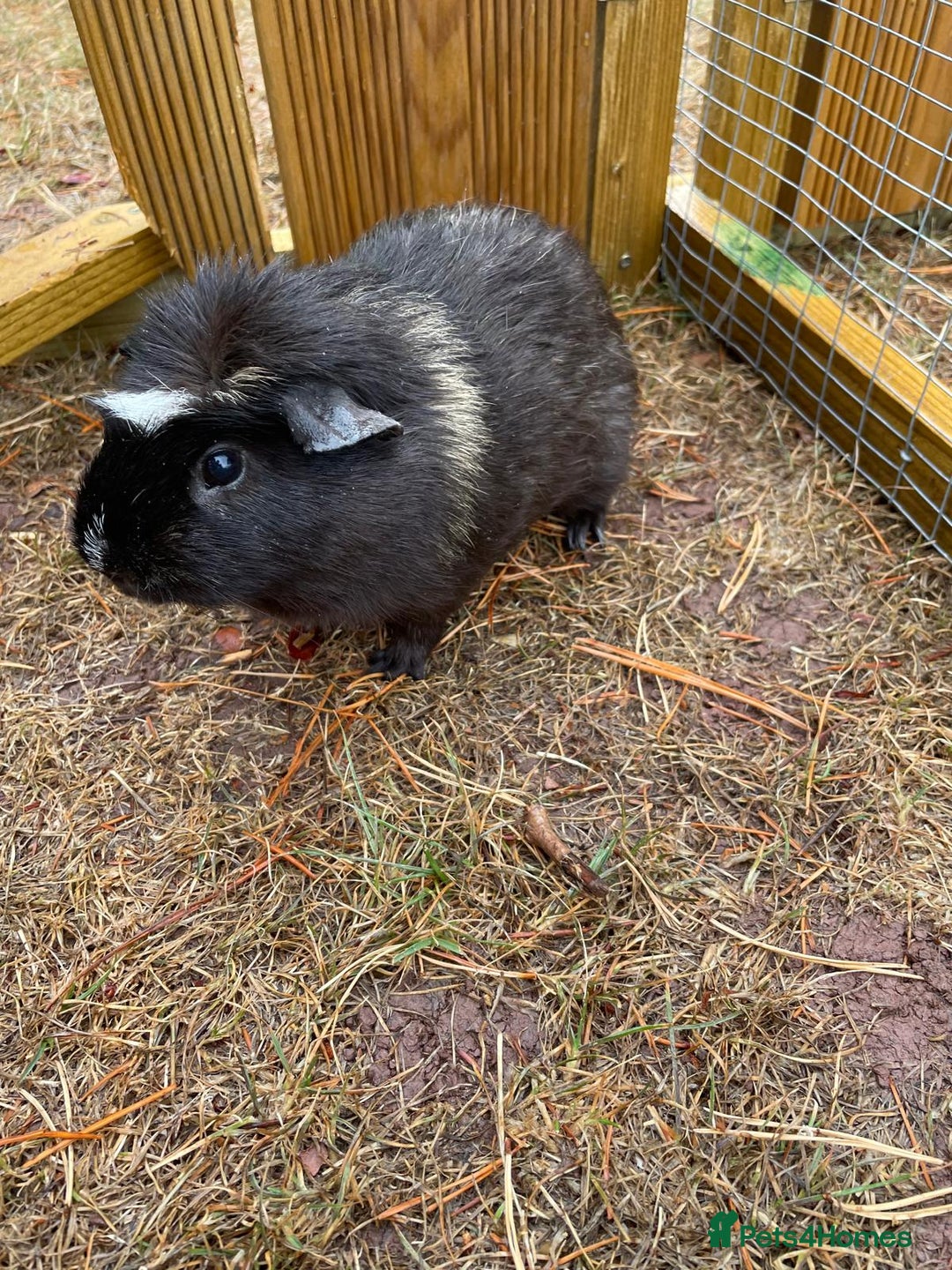 Guinea Pig rodents for sale: 3 Brothers  - Image 4