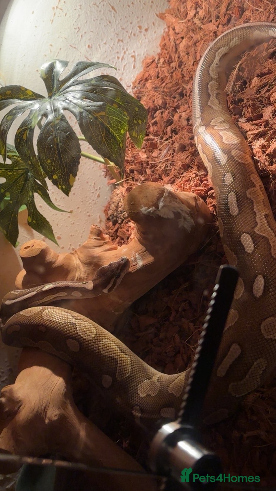 Python Snake reptiles for sale: Cinnamon lesser pos het clown  - Image 5