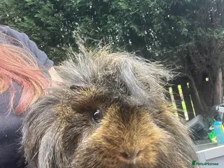 Guinea Pig rodents Male guinea pigs - Advert 16