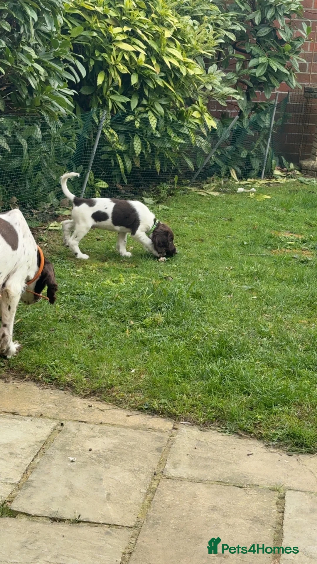 English Springer Spaniel dogs for sale: One Male Puppy Available  - Advert 1