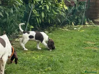 English Springer Spaniel dogs One Male Puppy Available - Advert 1