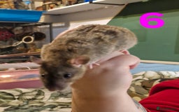 Rat rodents for sale: 9 beautiful girls - Image 20