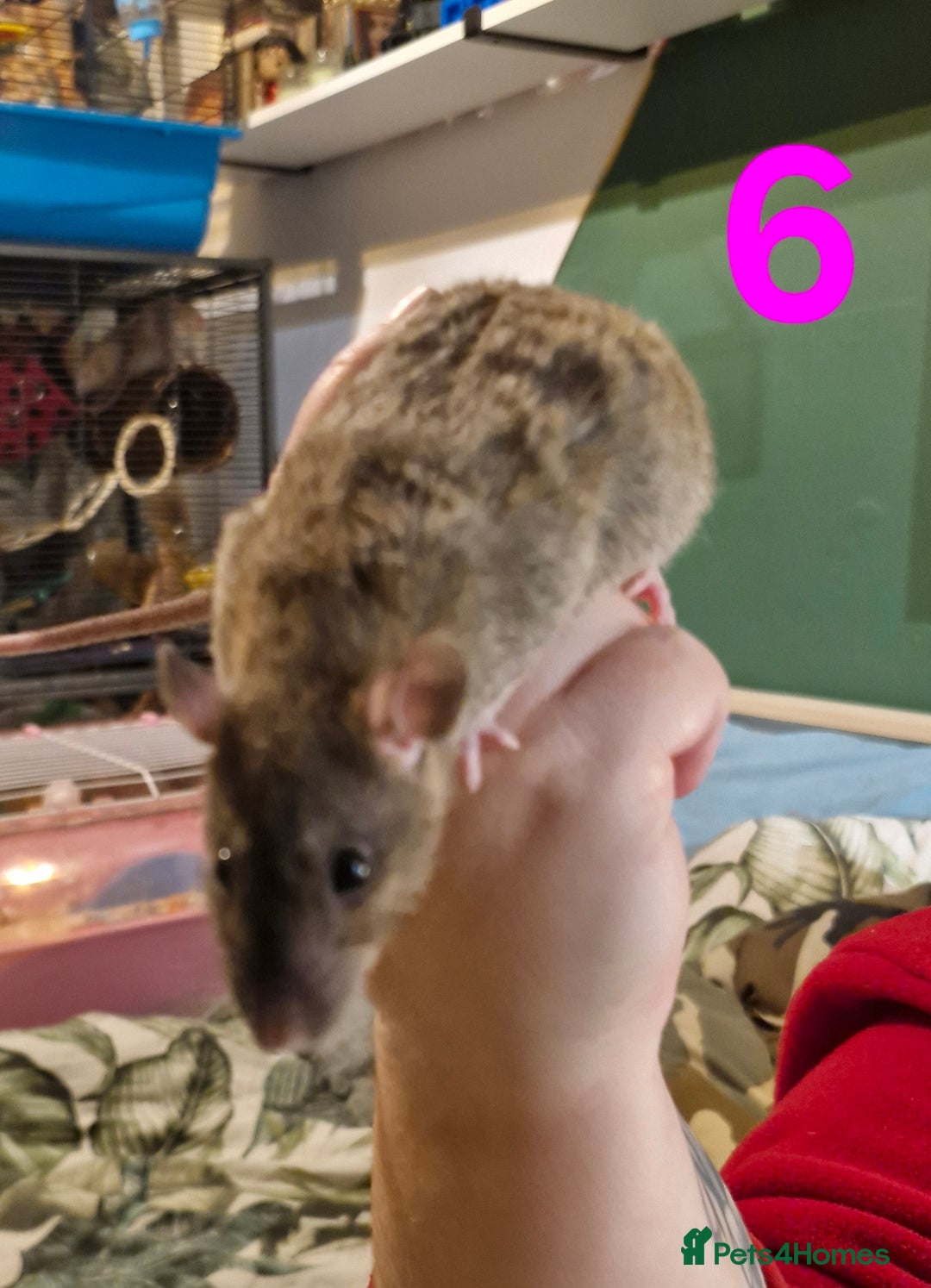 Rat rodents for sale: 9 beautiful girls - Image 20