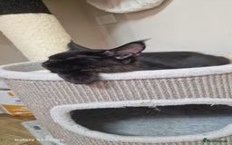 Maine Coon cats for sale: Very good price - Image 8