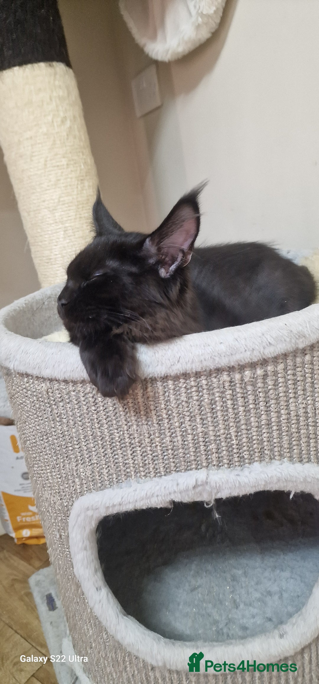 Maine Coon cats for sale: Very good price - Image 8