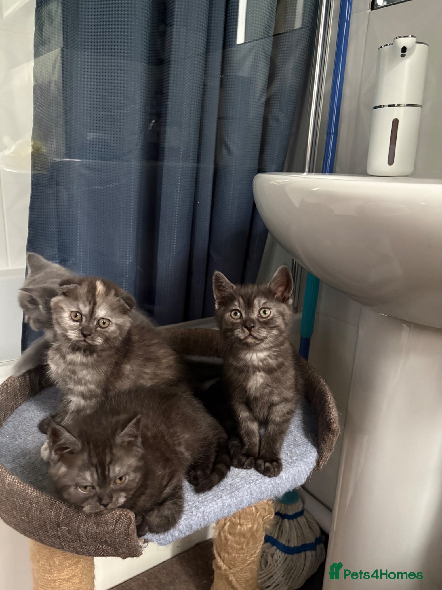 Scottish Fold cats 🐾Last 3 Scottish Fold/Straight kittens - Advert 1