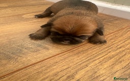 Mixed Breed dogs for sale: Shih tzu x patterdale puppies - Advert 4