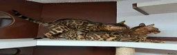 Bengal cats for stud: Bengal cat for stud, Fabio. - Advert 1