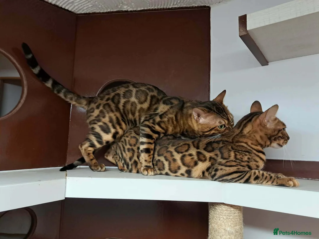 Bengal cats for stud: Bengal cat for stud, Fabio. - Advert 1