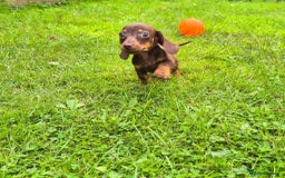 Dachshund dogs for sale: One boy one girl left  - Image 3