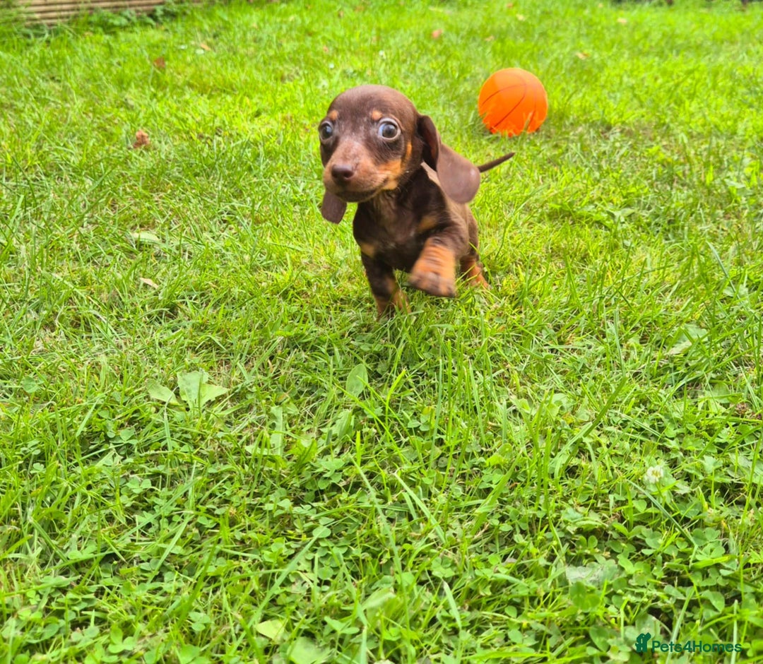 Dachshund dogs for sale: One boy one girl left  - Image 3