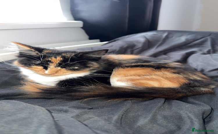 Domestic Shorthair cats Coco needs a loving home, asap!! - Advert 2