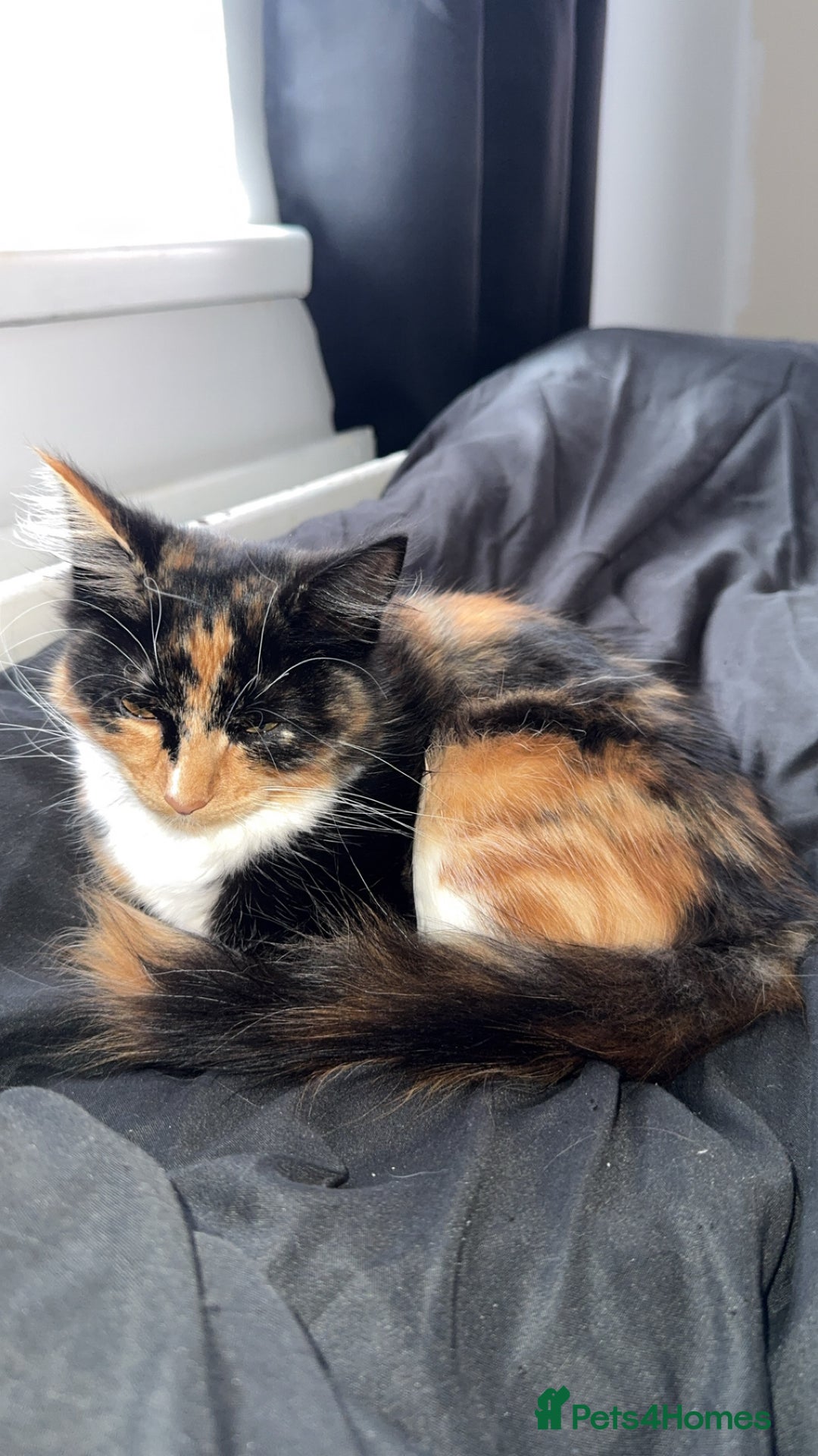 Domestic Shorthair cats for sale: Coco needs a loving home, asap!! - Advert 1