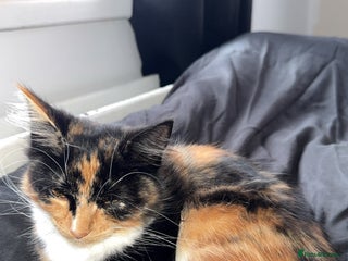 Domestic Shorthair cats for sale: Coco needs a loving home, asap!! - Advert 1