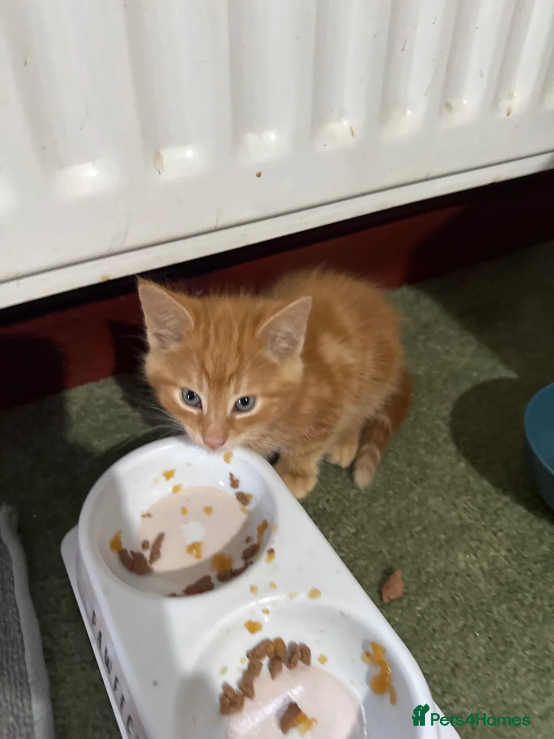 Mixed Breed cats for sale: Mixed breed kittens - Advert 2
