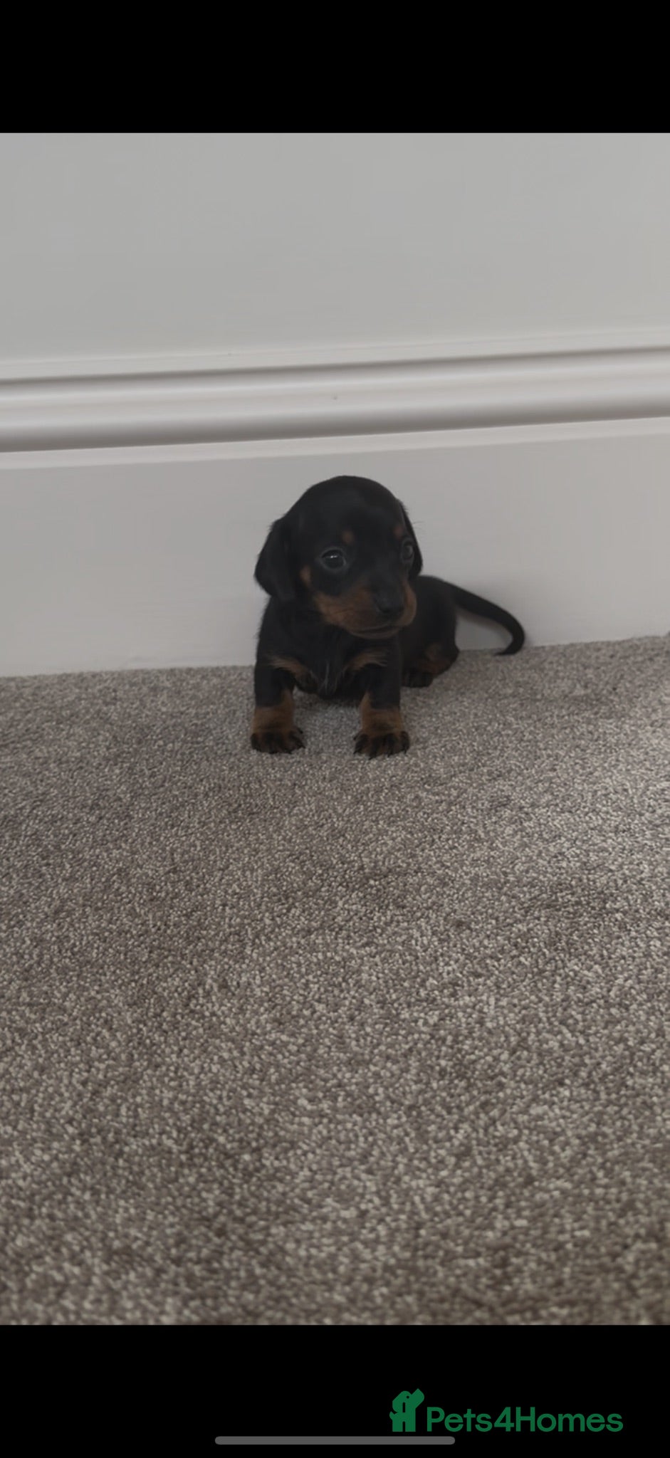 Miniature Dachshund dogs Miniature daschund puppies - Advert 1
