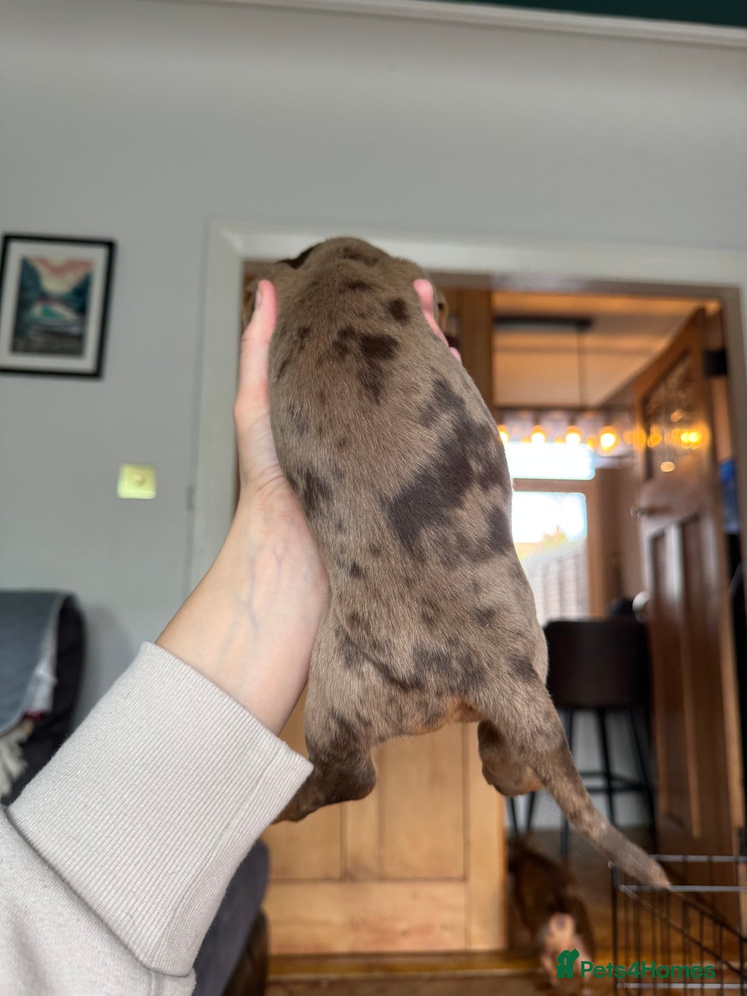 Miniature Dachshund dogs for sale: ‼️ READY NOW‼️ Miniature smooth hair dachshund - Image 11