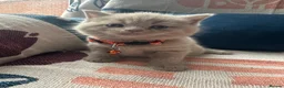 British Shorthair cats for sale: 🏆💫GCCF REGISTERED CHUNKY KITTIES💫🏆 - Advert 15