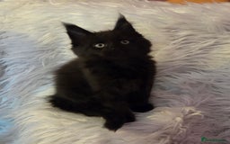 Maine Coon cats for sale: Tica Reg Mainecoon kittens READY NOW in Deal - Image 20