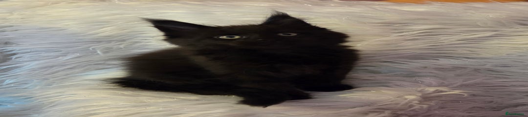 Maine Coon Kitten 3 Drax