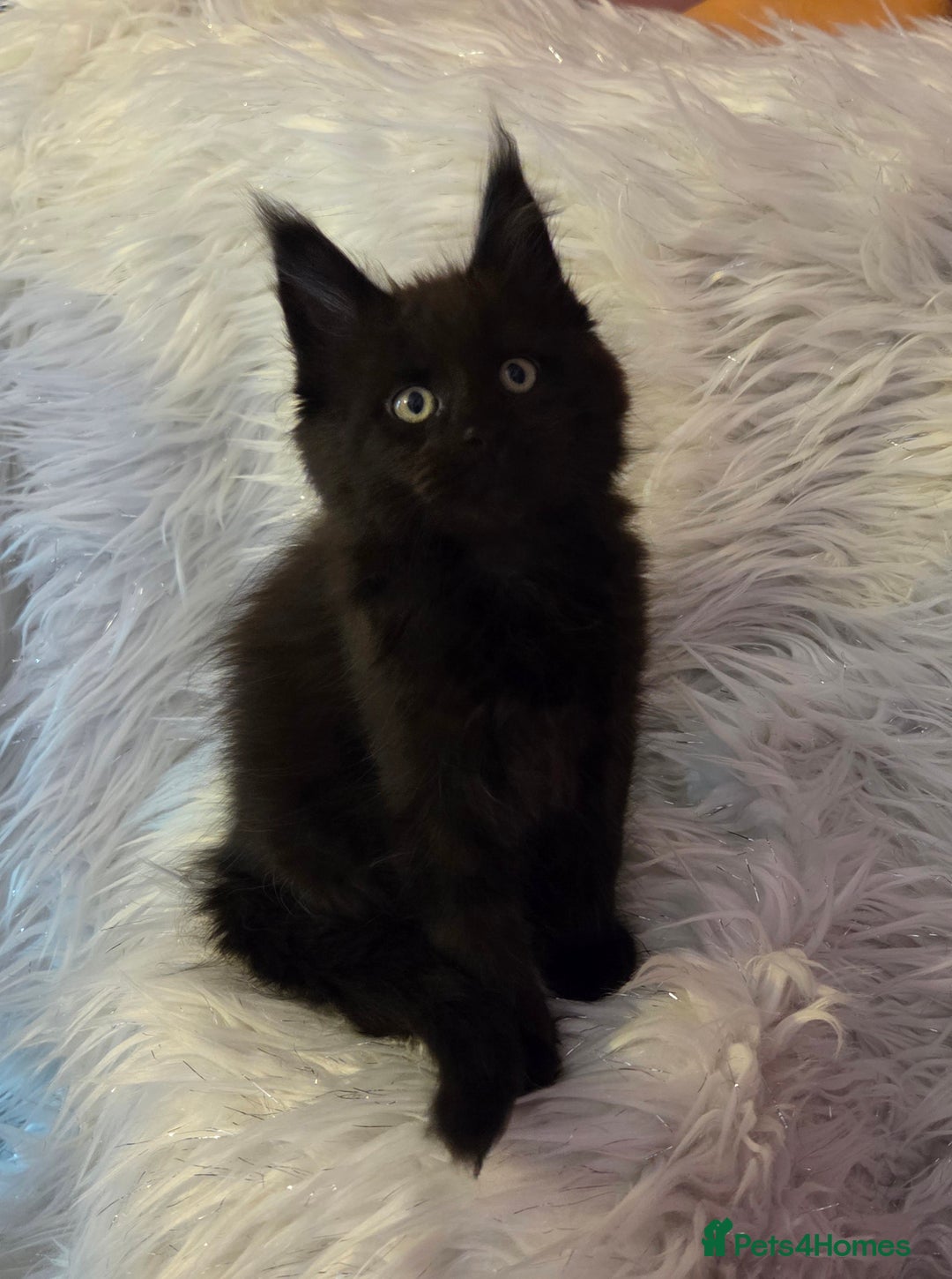 Maine Coon cats for sale: Tica Reg Mainecoon kittens READY NOW in Deal - Image 20