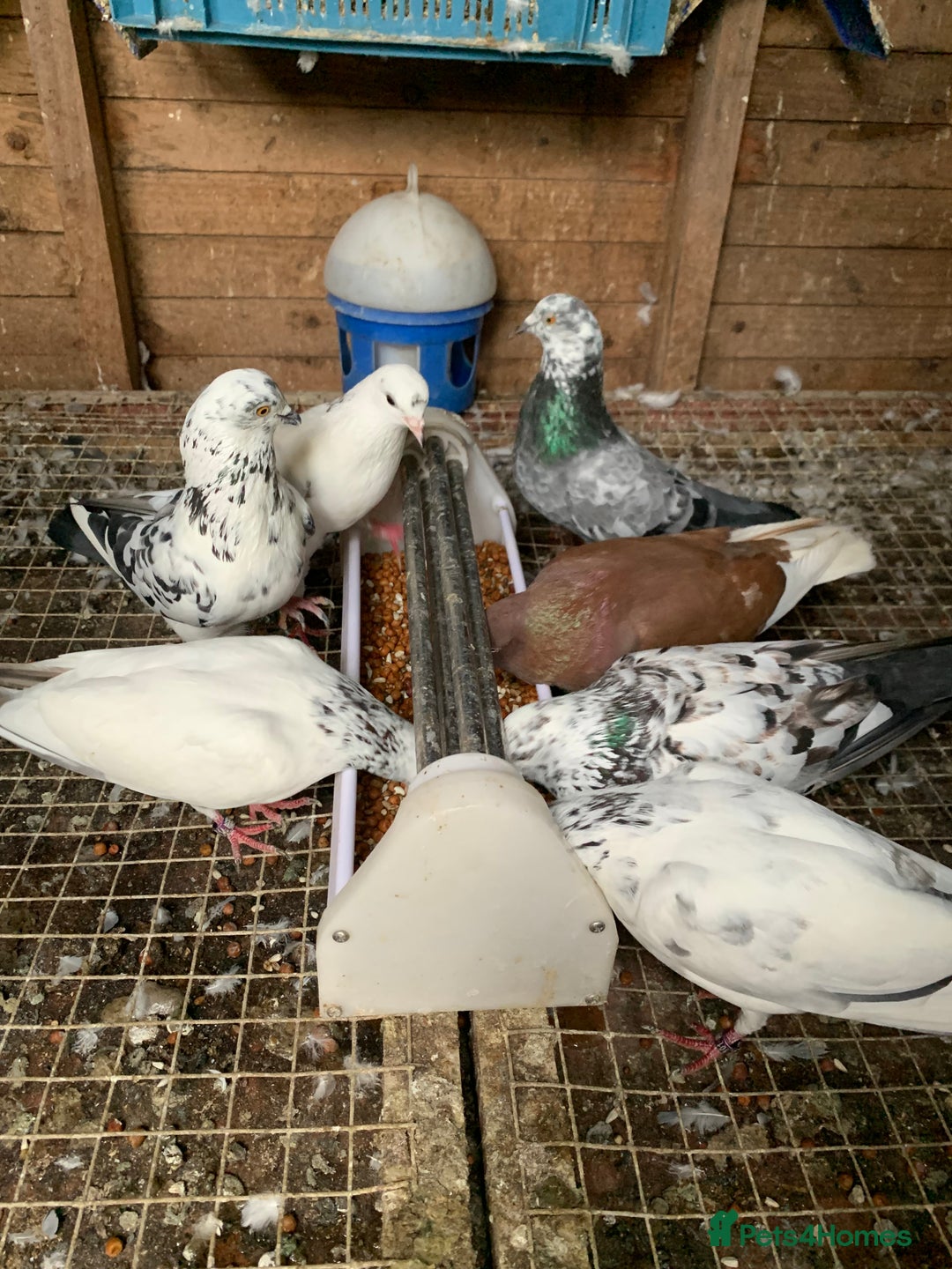 Pigeons birds for sale: Splashed Pigeons - 2025 Birds - Image 6