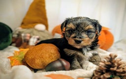 Yorkshire Terrier dogs for sale: 4 week old miniature Yorkshire terriers, 7 males  - Image 1