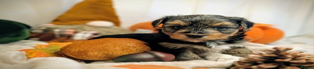 Yorkshire Terrier Puppy 1