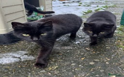 Mixed Breed cats for sale: Kitten looking for a loving home.  - Advert 5