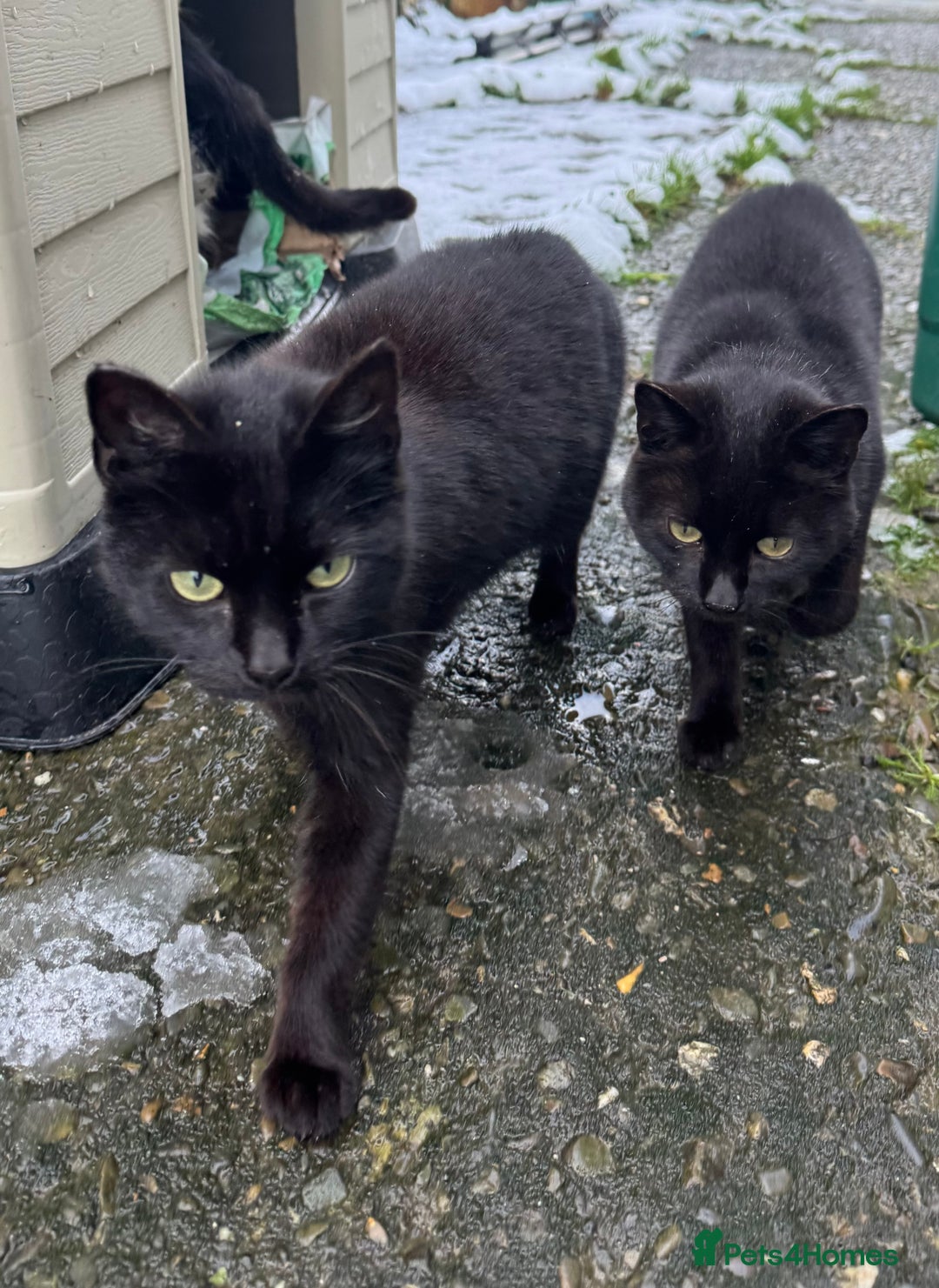 Mixed Breed cats for sale: Kitten looking for a loving home.  - Advert 5