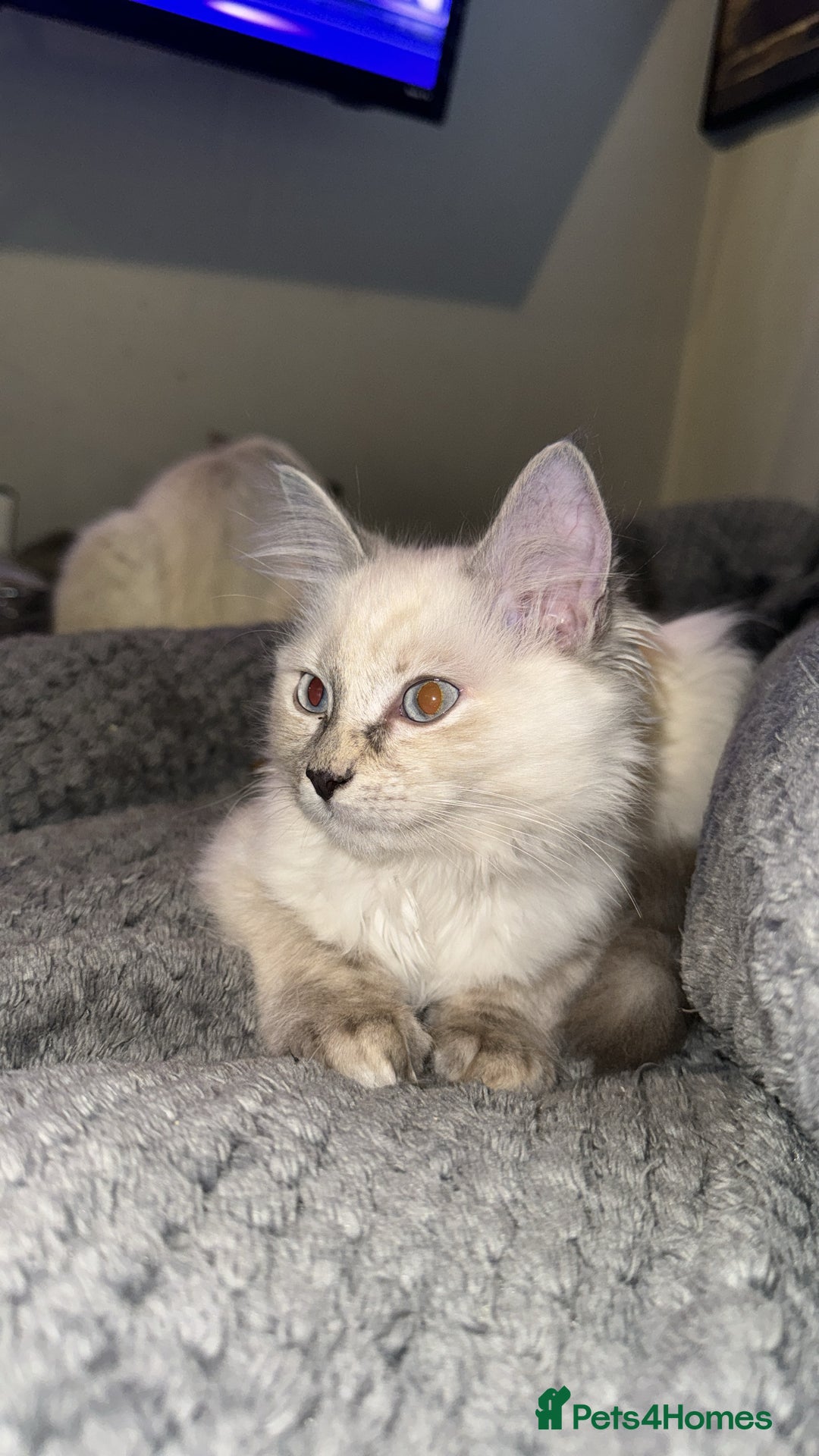 Ragdoll cats for sale: 2 Ragdoll babies available… NOW  - Advert 14