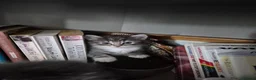 Domestic Shorthair cats for sale: Gorgeous kittens in Norwich - Advert 8