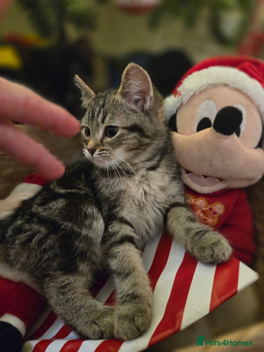 Ragdoll cats for sale: Radoll mix British short haired kittens - Advert 11