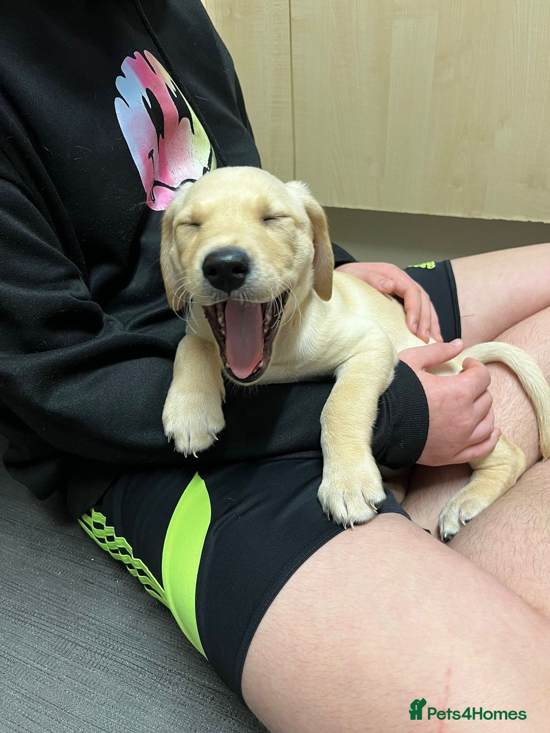 Labrador Retriever dogs for sale: KC Registered Labrador Puppy – 13 Weeks Old - Advert 3