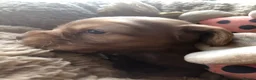 Cocker Spaniel dogs for sale: Stunning Rare Dark Red show cocker spaniel puppies - Advert 11