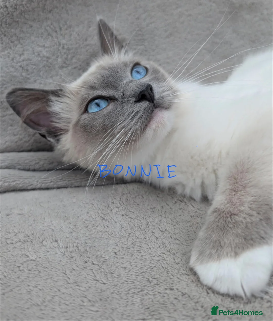 Ragdoll cats for sale: REDUCED 2 for £700 Male Ragdolls  - Advert 9