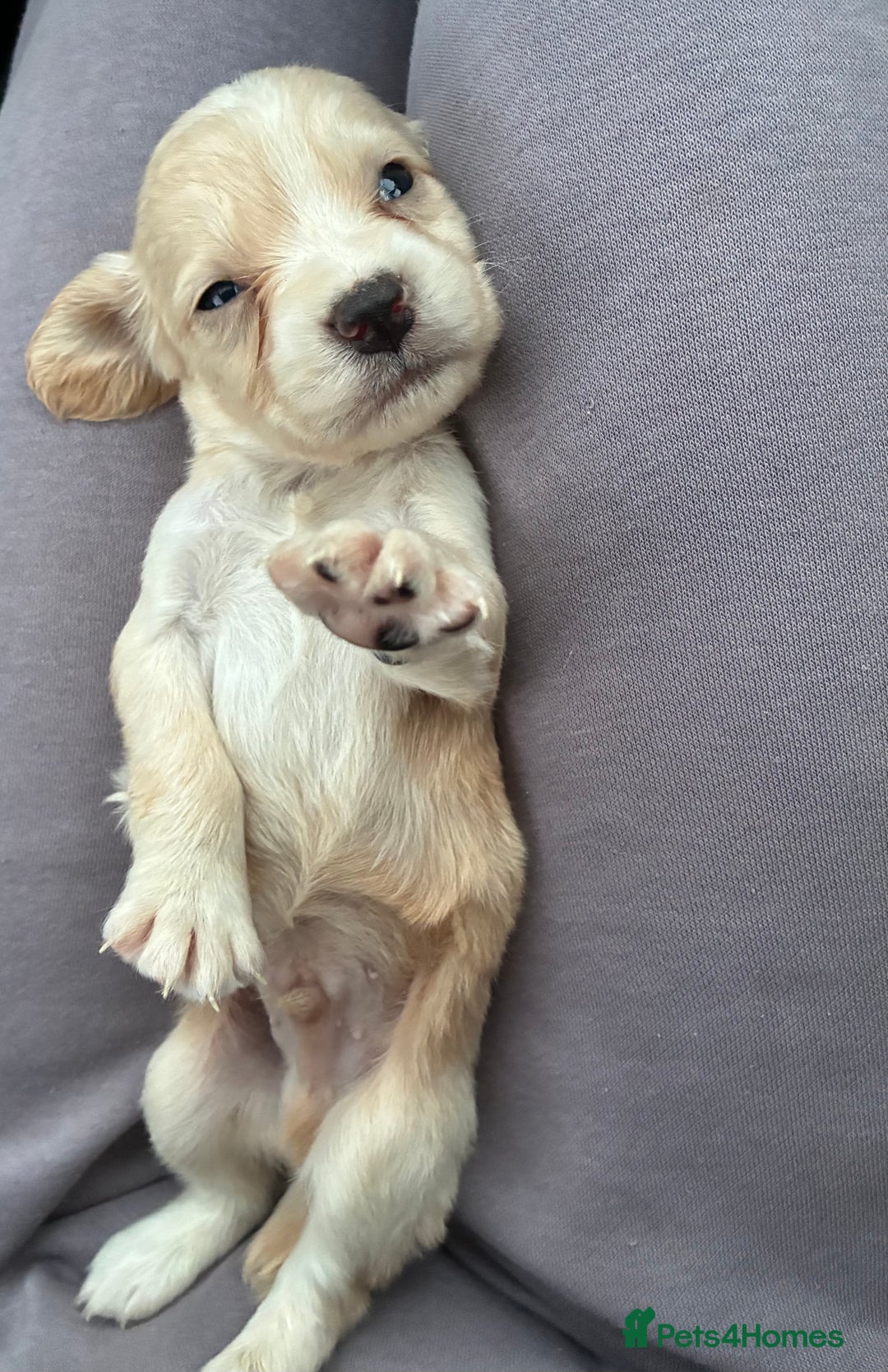 Cocker Spaniel dogs for sale: Cocker spaniel pups - Image 16
