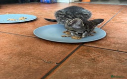 Asian cats for sale: 2 Gorgeous Ginger Male Kittens & 1 Black & grey  - Image 2